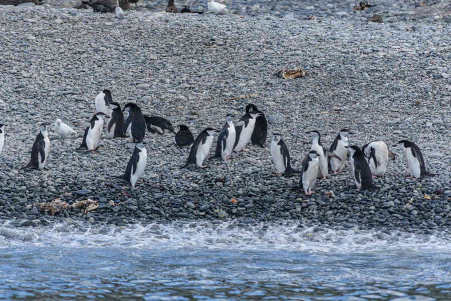 Pingüino Chinstrap - islas Georgias del Sur 06.jpg